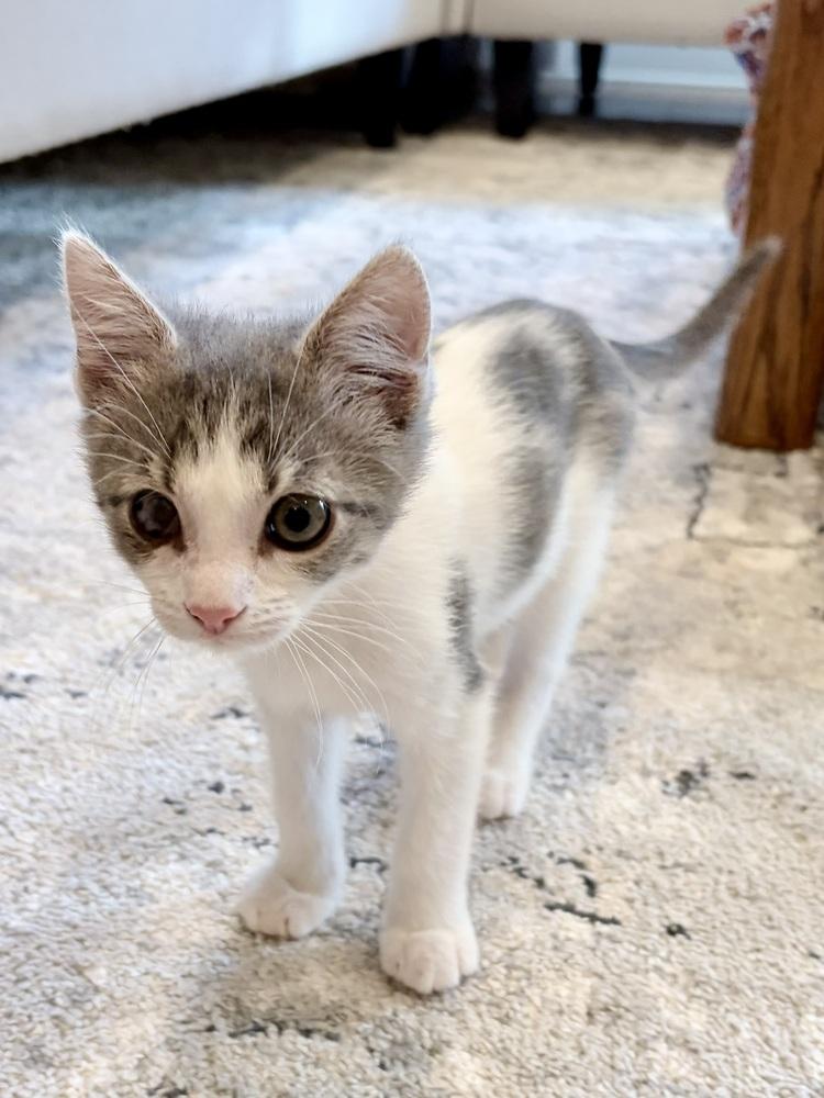 Enlarge Fry., a Adoptable Domestic Short Hair in Pacifica, CA image 3/6