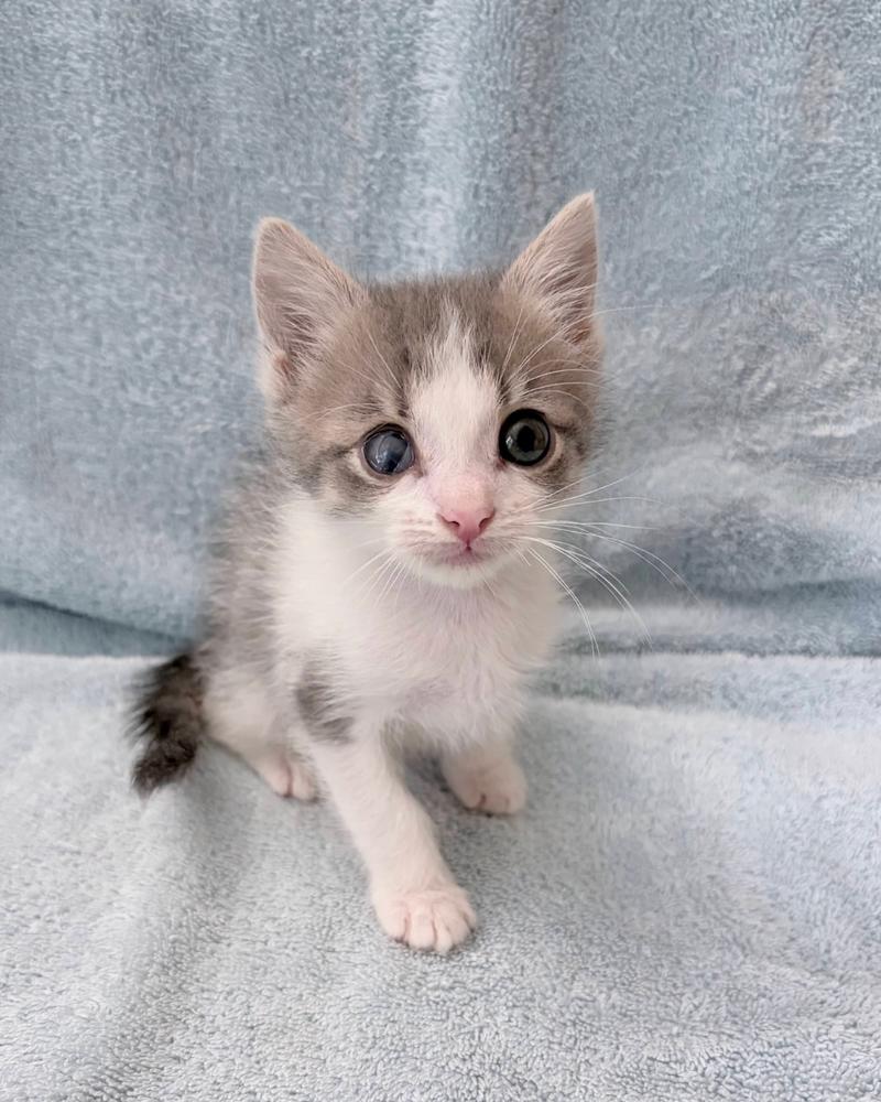 Fry., a Adoptable Domestic Short Hair in Pacifica, CA image 4/6