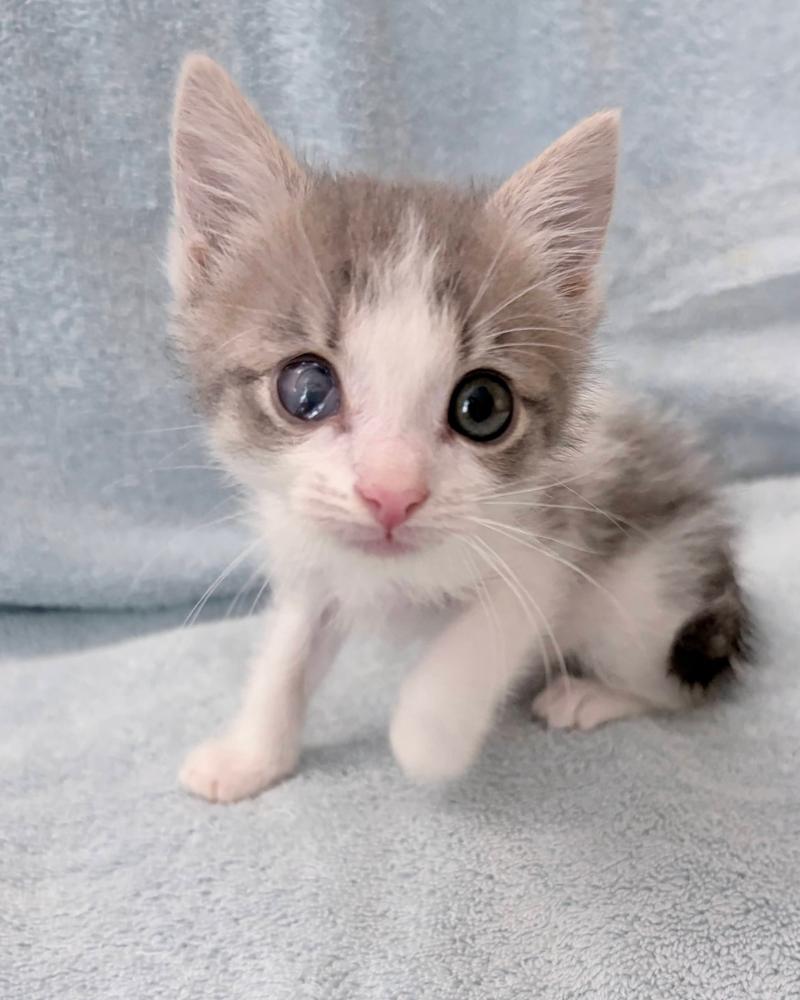 Fry., a Adoptable Domestic Short Hair in Pacifica, CA image 5/6