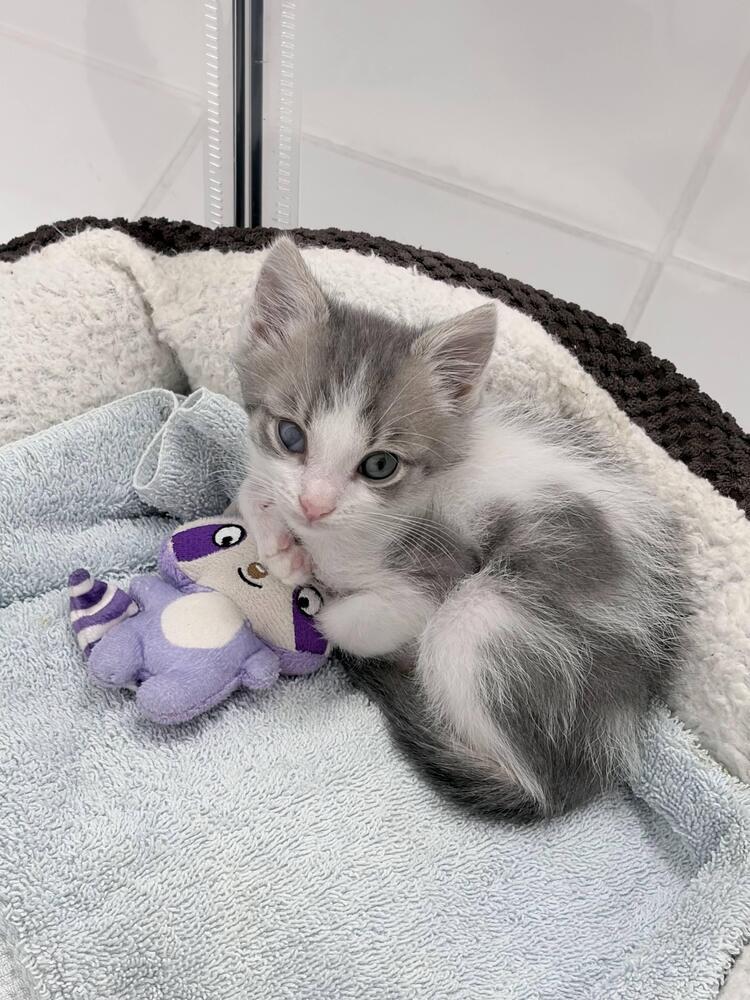 Fry., a Adoptable Domestic Short Hair in Pacifica, CA image 6/6