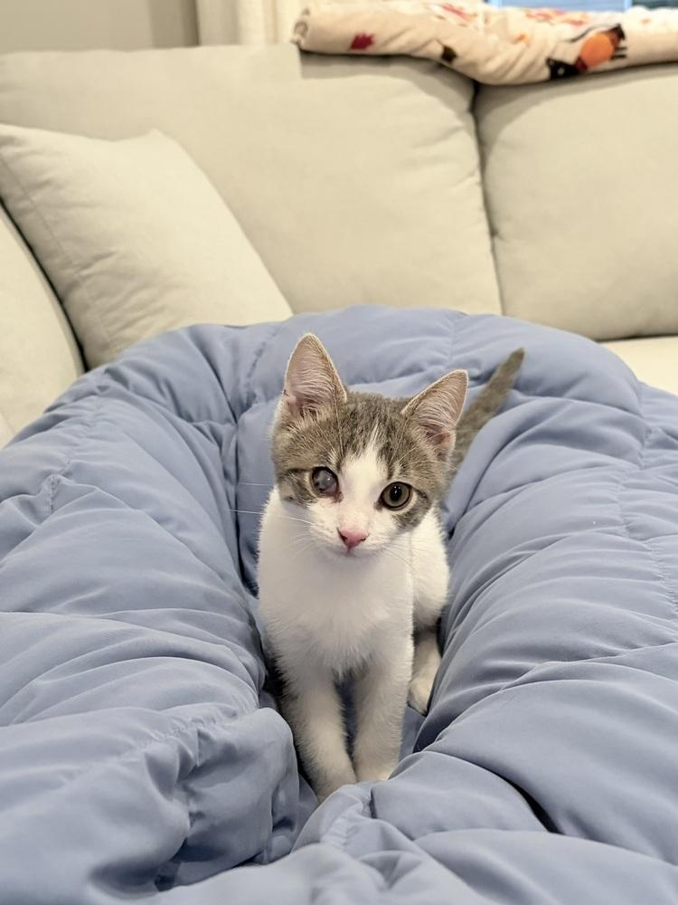 Enlarge Fry., a Adoptable Domestic Short Hair in Pacifica, CA image 6/6