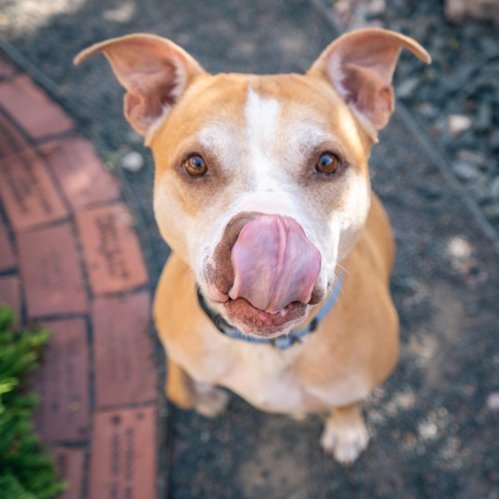 Luna, Adoptable, Adult Female Pit Bull Terrier & Mixed Breed.