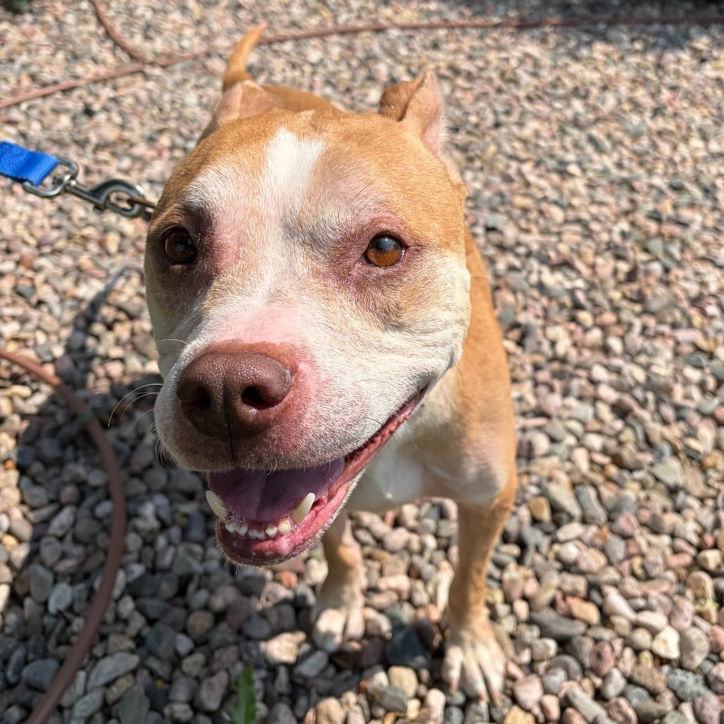 Enlarge Luna, a Adoptable mixed breed in Cheyenne, WY image 1/6