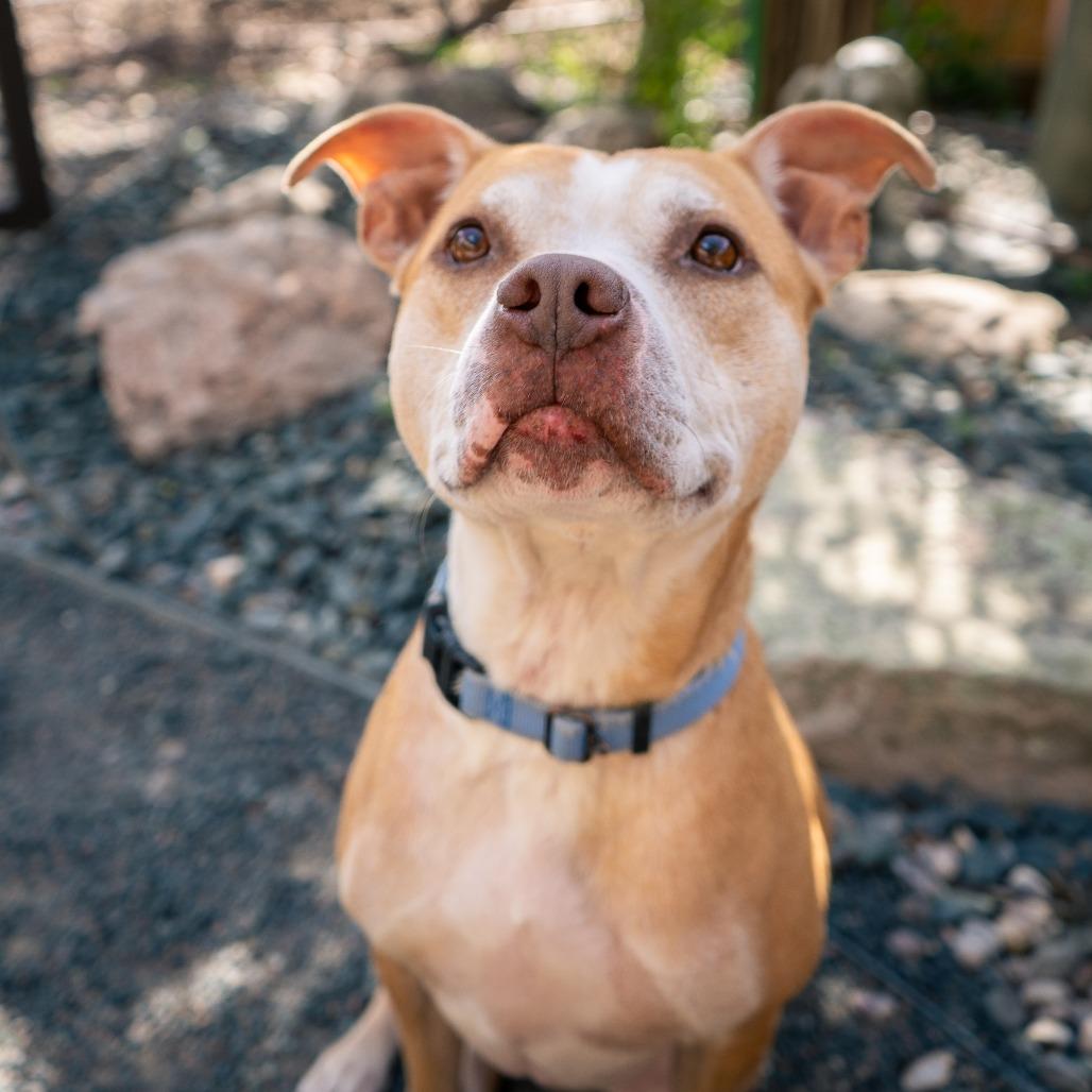 Enlarge Madame Ophelia, a Adoptable mixed breed in Cheyenne, WY image 4/6
