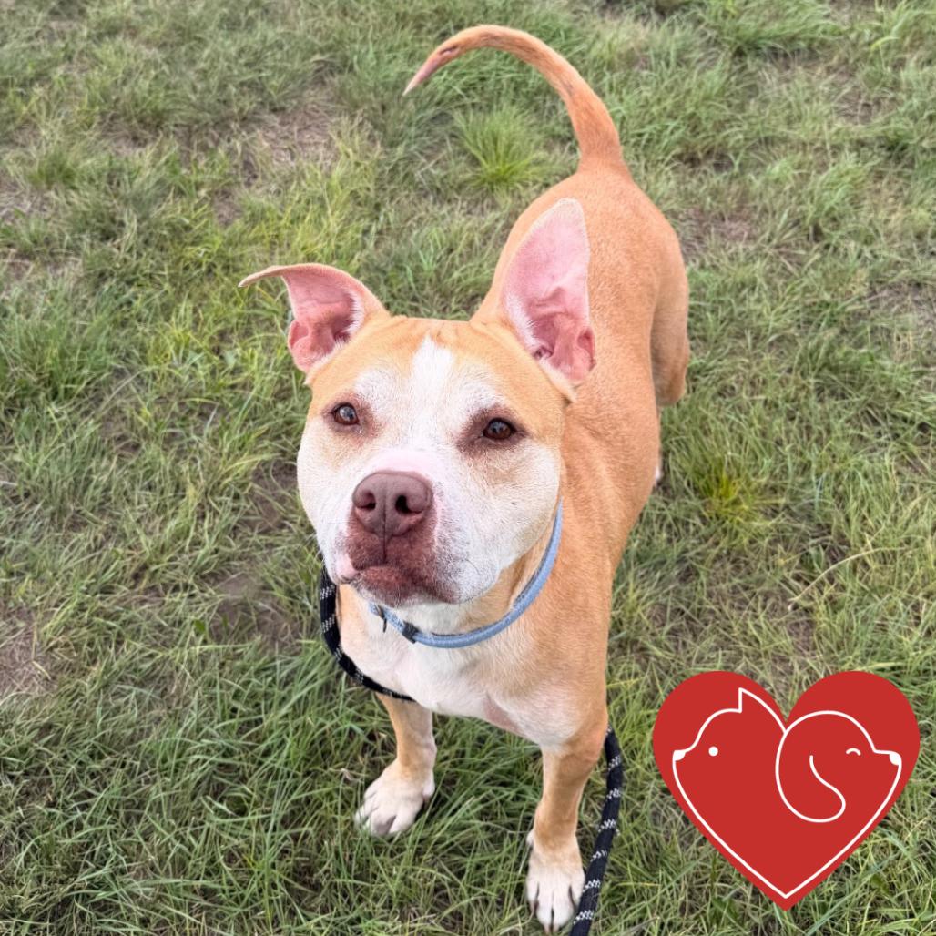 Enlarge Luna, a Adoptable mixed breed in Cheyenne, WY image 2/6