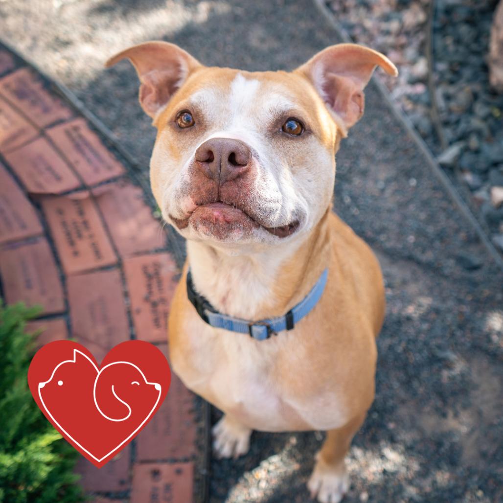 Enlarge Madame Ophelia, a Adoptable mixed breed in Cheyenne, WY image 5/6