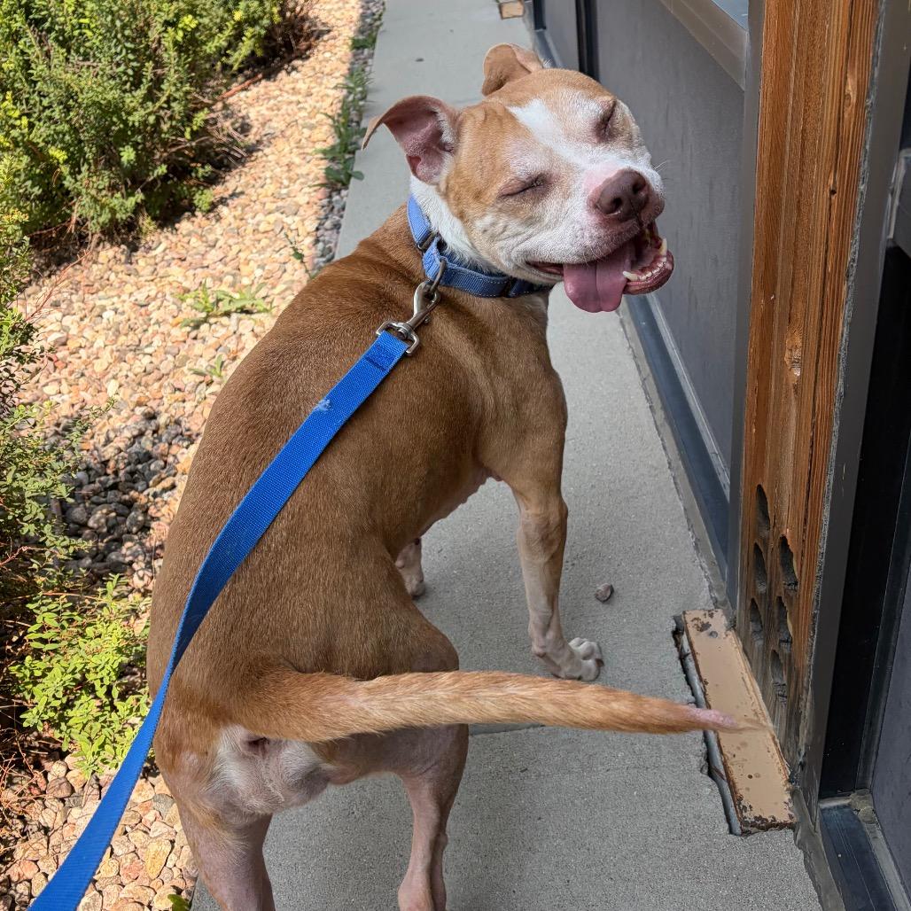 Enlarge Luna, a Adoptable mixed breed in Cheyenne, WY image 3/6