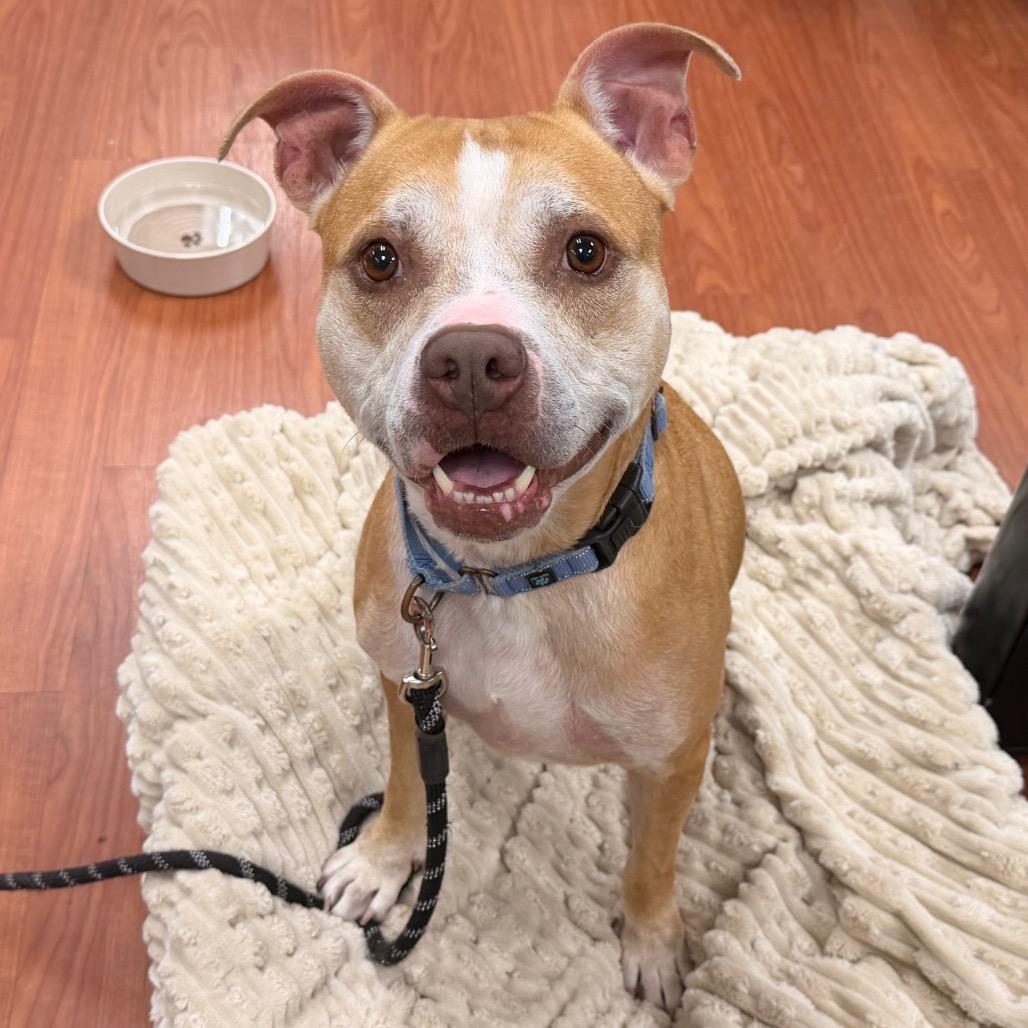 Enlarge Luna, a Adoptable mixed breed in Cheyenne, WY image 4/6