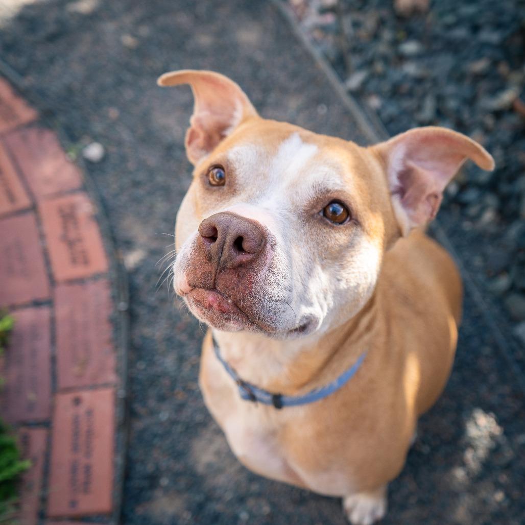 Enlarge Madame Ophelia, a Adoptable mixed breed in Cheyenne, WY image 6/6