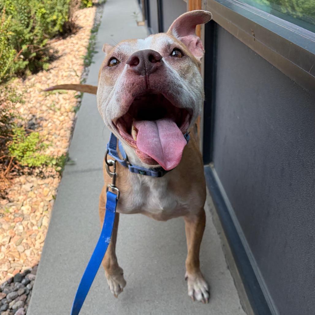 Enlarge Luna, a Adoptable mixed breed in Cheyenne, WY image 5/6