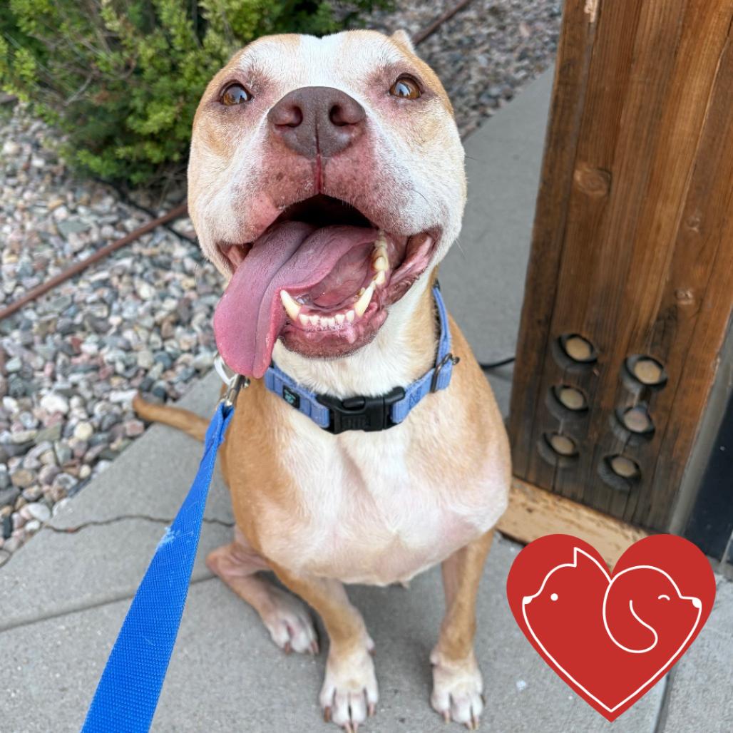 Enlarge Luna, a Adoptable mixed breed in Cheyenne, WY image 6/6