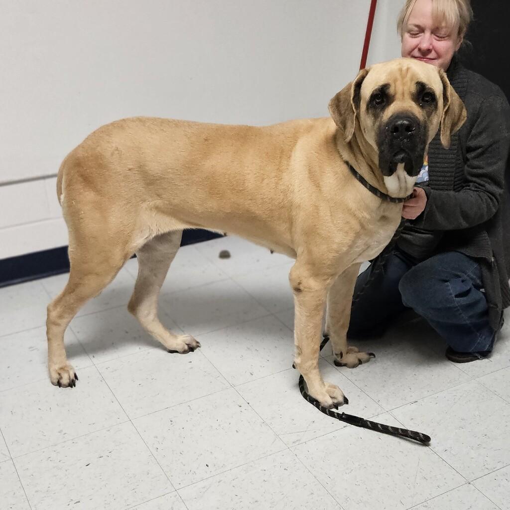 Mable, Adoptable, Adult Female Mastiff.