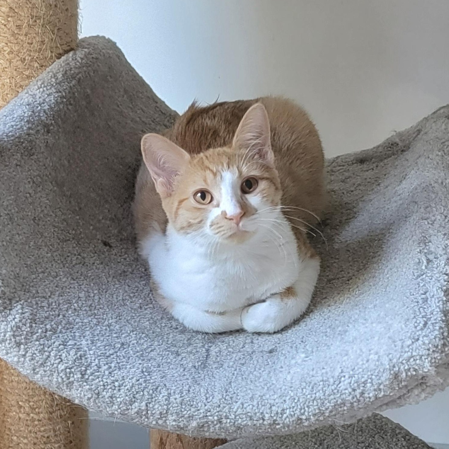 Frannie, a Adoptable Domestic Short Hair in Wyandotte, MI image 2/5