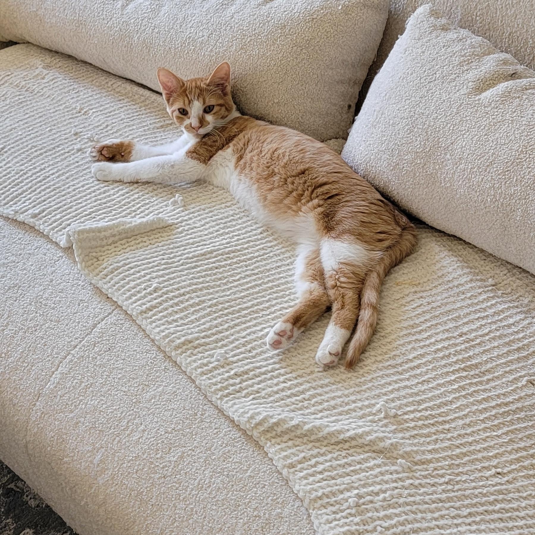 Frannie, Adoptable, Kitten Female Domestic Short Hair.