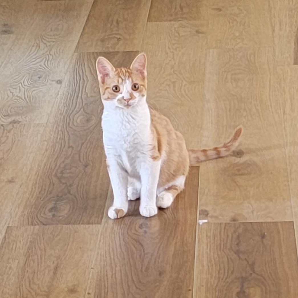 Frannie, a Adoptable Domestic Short Hair in Wyandotte, MI image 1/5