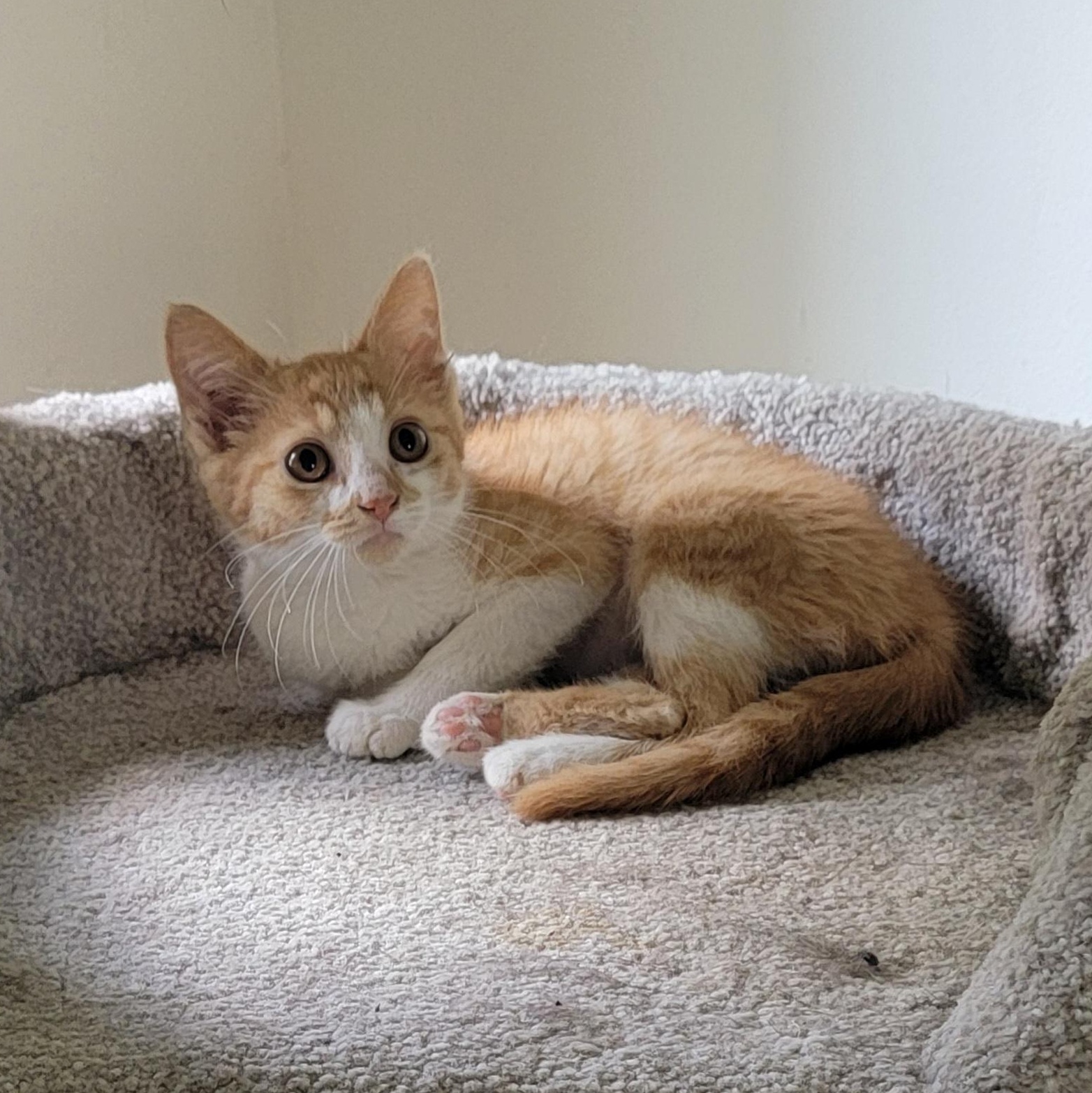 Frannie, a Adoptable Domestic Short Hair in Wyandotte, MI image 5/5