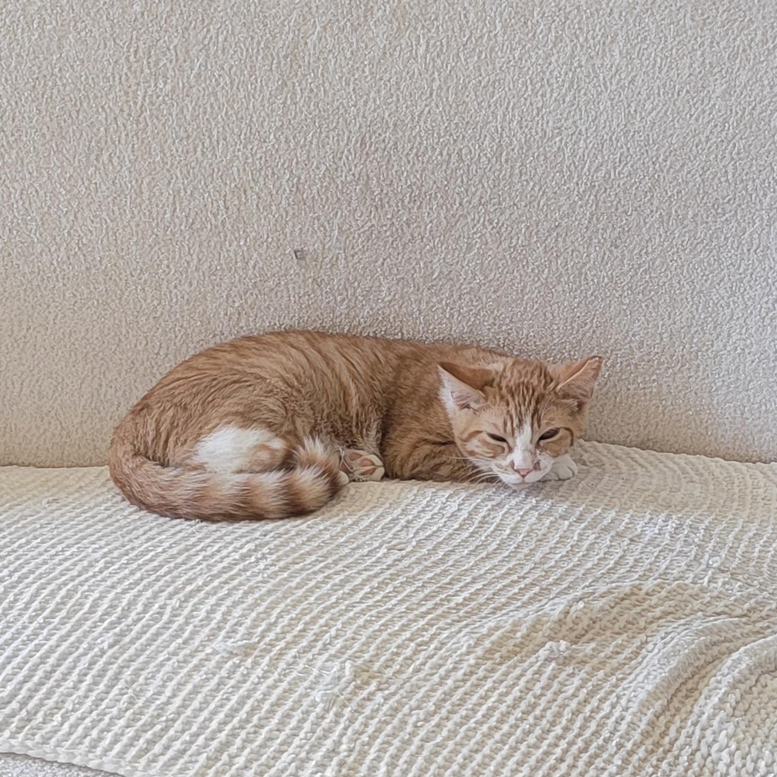 Frannie, a Adoptable Domestic Short Hair in Wyandotte, MI image 4/5