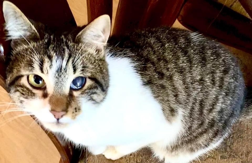 Enlarge Corsair, a Adoptable Domestic Short Hair in Vallejo, CA image 7/10