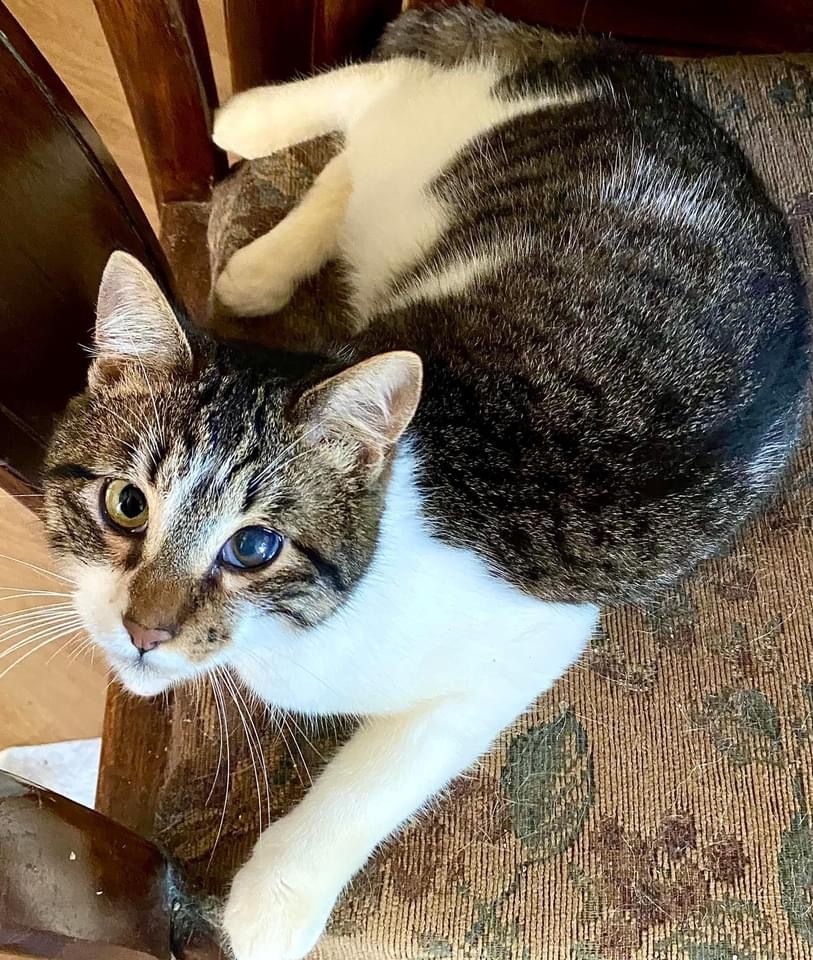 Corsair, a Adoptable Domestic Short Hair in Vallejo, CA image 1/10