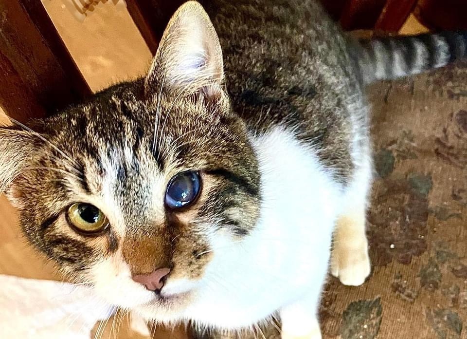 Enlarge Corsair, a Adoptable Domestic Short Hair in Vallejo, CA image 8/10