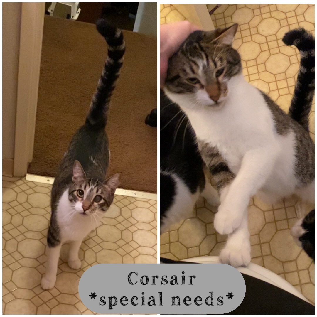 Enlarge Corsair, a Adoptable Domestic Short Hair in Vallejo, CA image 9/10