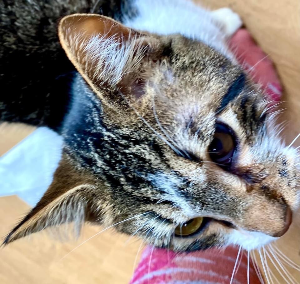 Enlarge Corsair, a Adoptable Domestic Short Hair in Vallejo, CA image 10/10