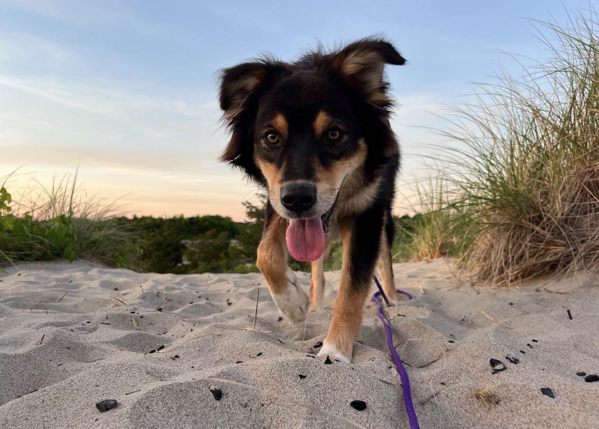 Enlarge Ramsey, a Adoptable mixed breed in Pembroke, MA image 4/5