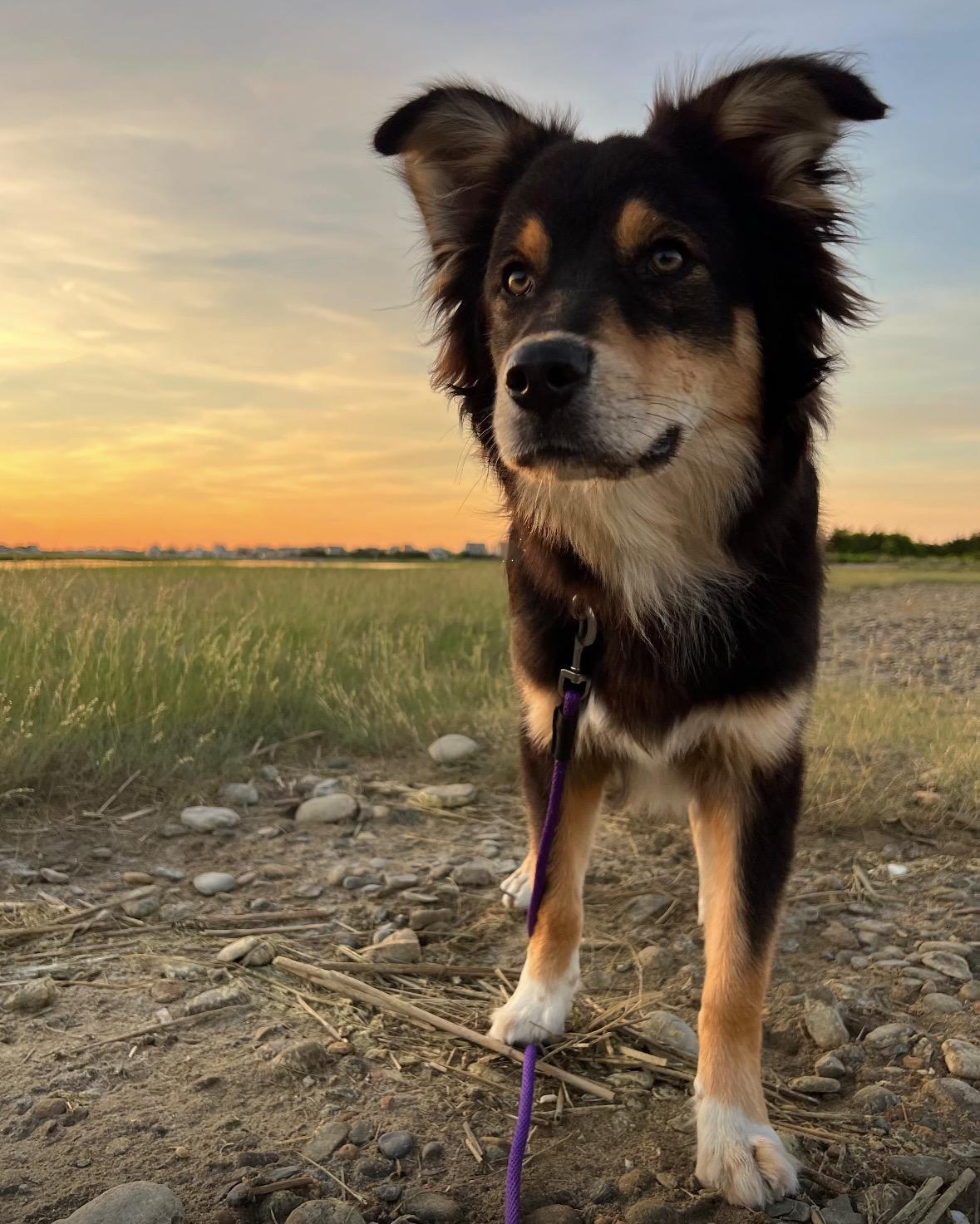 Enlarge Ramsey, a Adoptable mixed breed in Pembroke, MA image 1/5