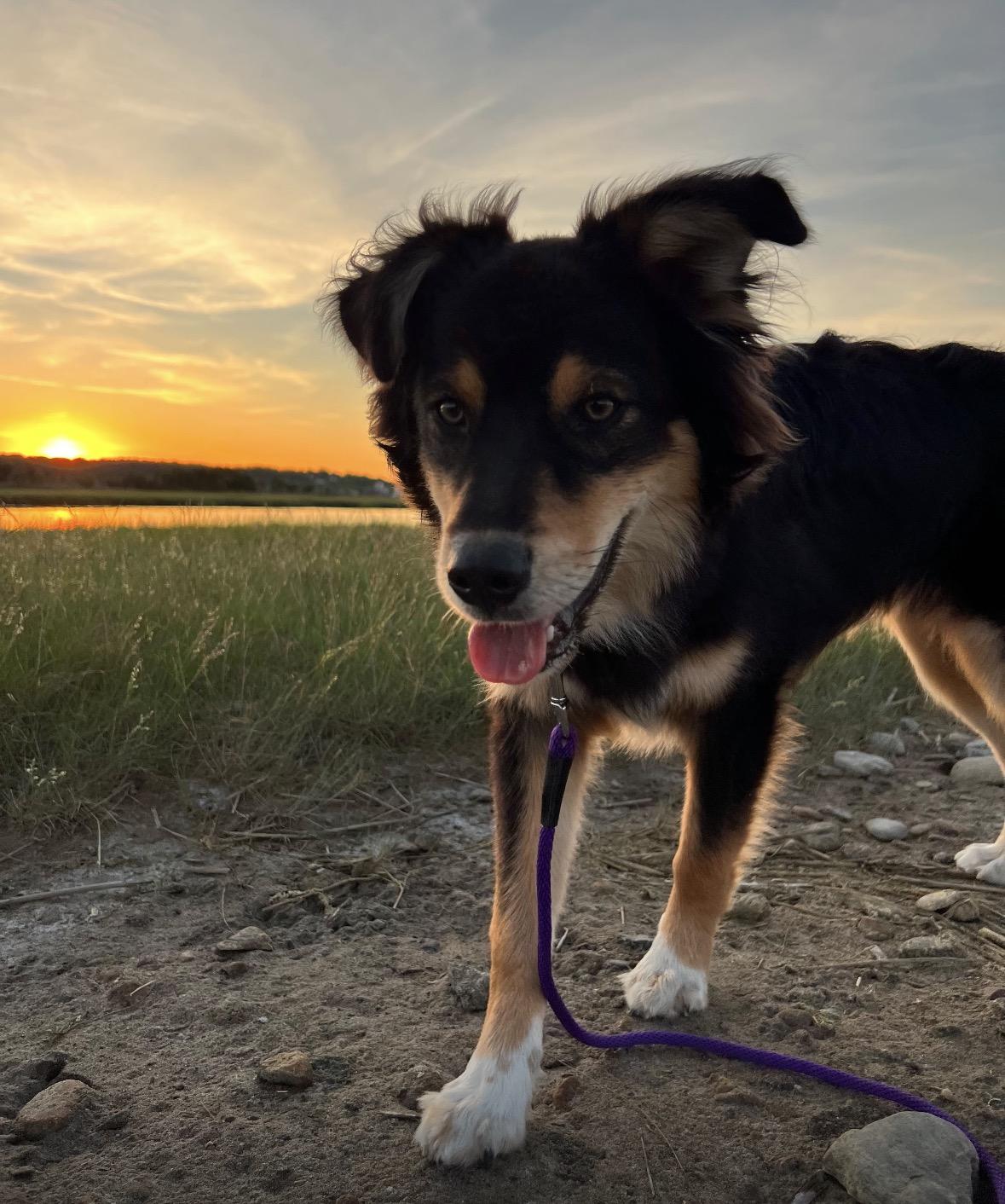 Enlarge Ramsey, a Adoptable mixed breed in Pembroke, MA image 5/5