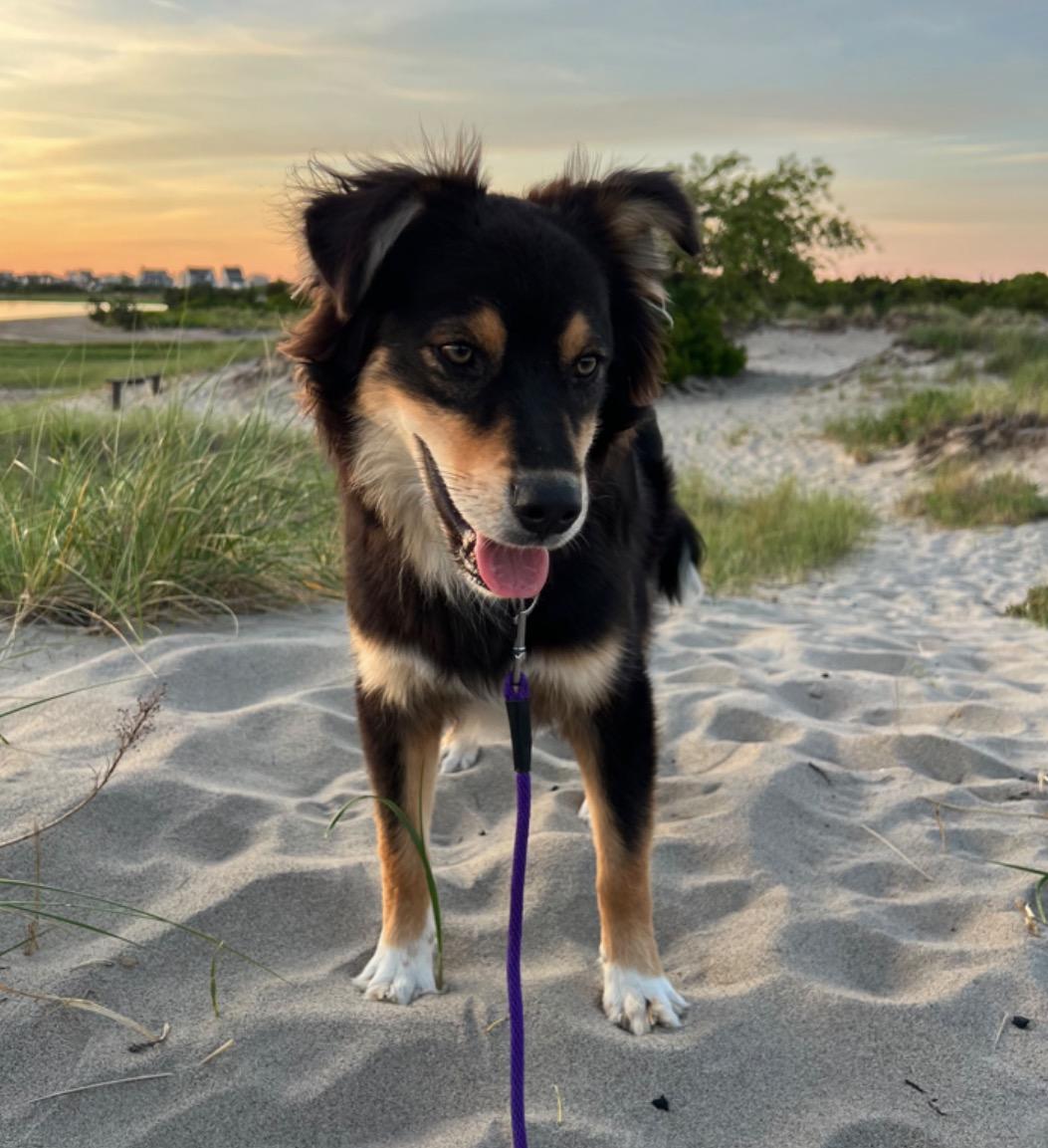 Enlarge Ramsey, a Adoptable mixed breed in Pembroke, MA image 2/5