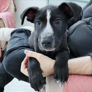 Enlarge Toby, a Adopted mixed breed in Los Angeles, CA image 2/6