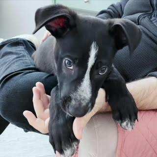 Enlarge Toby, a Adopted mixed breed in Los Angeles, CA image 3/6