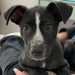 Enlarge Toby, a Adopted mixed breed in Los Angeles, CA image 4/6