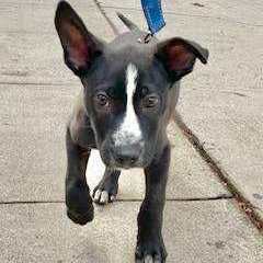 Enlarge Toby, a Adopted mixed breed in Los Angeles, CA image 5/6