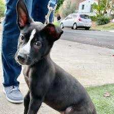 Enlarge Toby, a Adopted mixed breed in Los Angeles, CA image 6/6