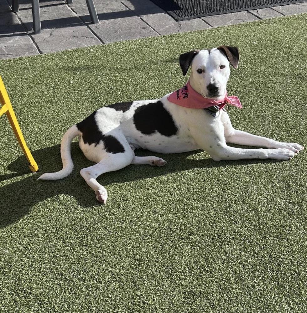 Enlarge Brandon James, a Adoptable mixed breed in Saugus, MA image 1/6