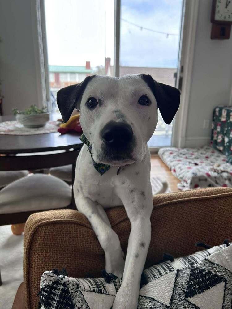 Enlarge Brandon James, a Adoptable mixed breed in Saugus, MA image 2/6