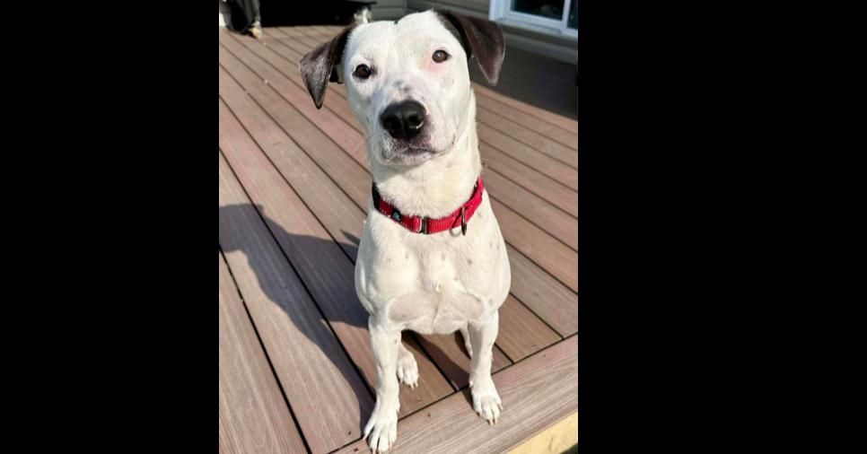 Enlarge Brandon James, a Adoptable mixed breed in Saugus, MA image 4/6