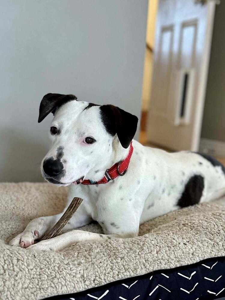 Enlarge Brandon James, a Adoptable mixed breed in Saugus, MA image 5/6