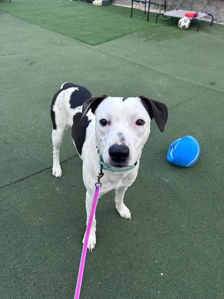 Enlarge Brandon James, a Adoptable mixed breed in Saugus, MA image 6/6
