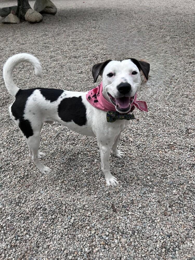 Enlarge Brandon James, a Adoptable mixed breed in Saugus, MA image 6/6