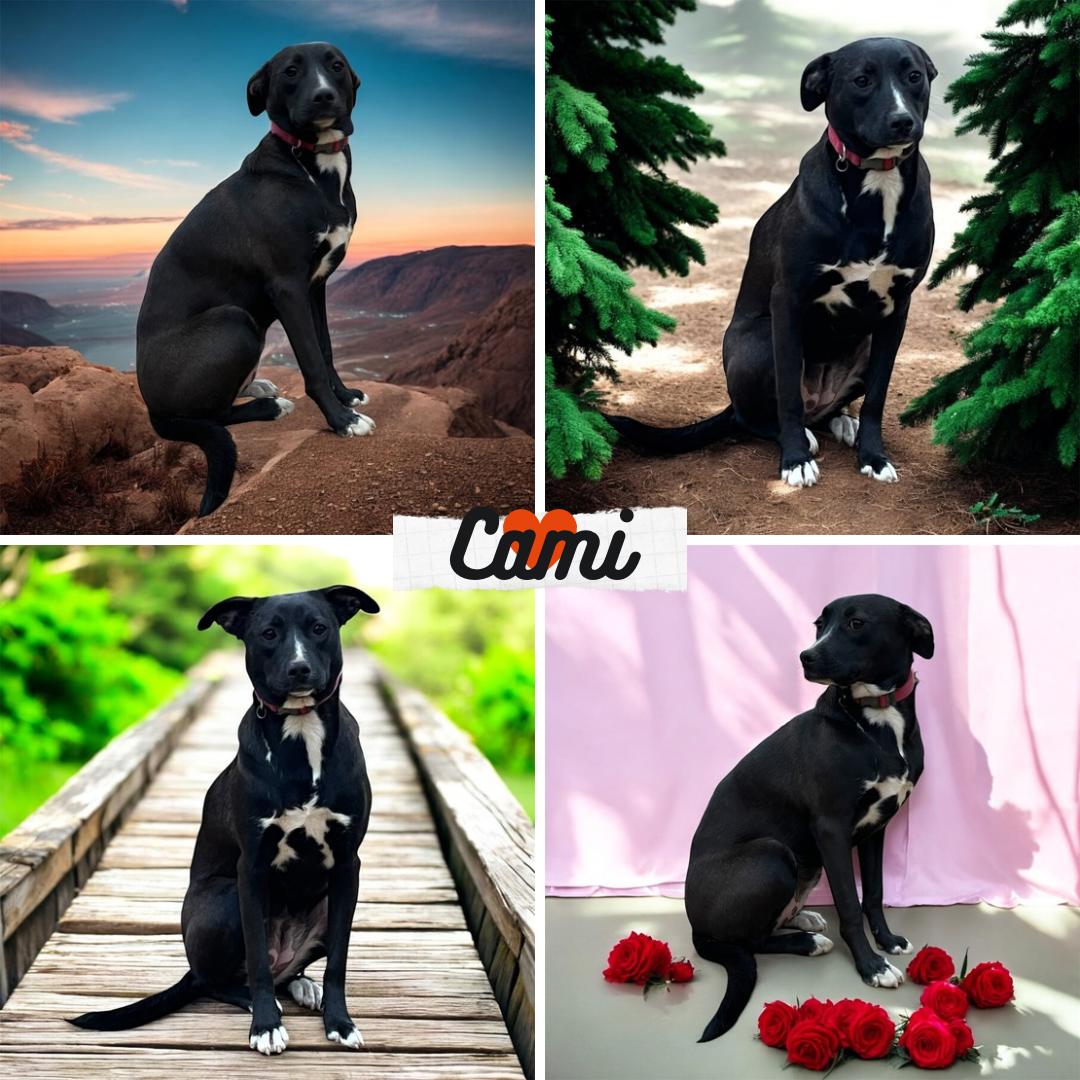 Enlarge Cami, a Adoptable mixed breed in Erie, CO image 1/2