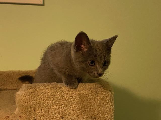 SAMMI, a ADOPTABLE mixed breed in Niagara on the Lake, ON image 2/2
