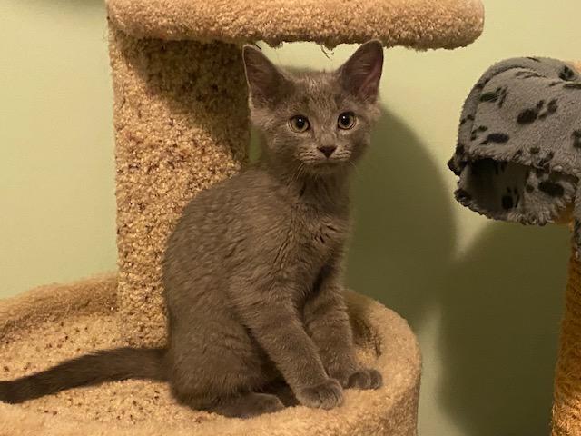 SAMMI, ADOPTABLE, Kitten Male Russian Blue & Domestic Short Hair.