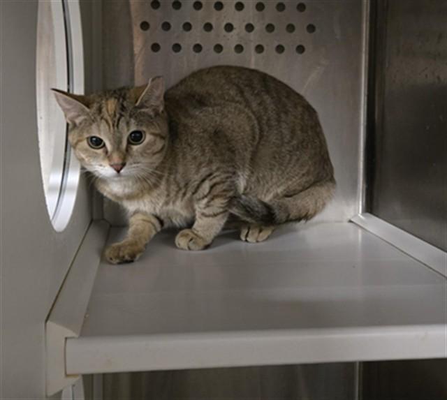 Enlarge FREAK, a Adoptable Domestic Short Hair in Casper, WY image 1/1