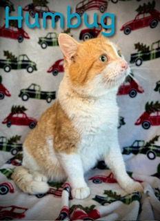 Enlarge Humbug, a Adoptable mixed breed in Pleasanton, TX image 1/2