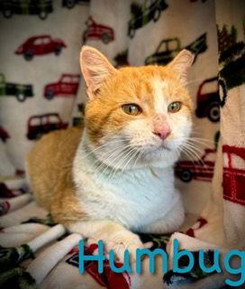 Enlarge Humbug, a Adoptable mixed breed in Pleasanton, TX image 2/2
