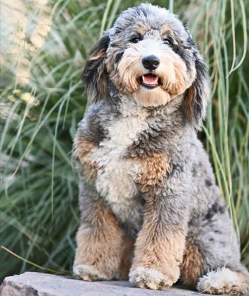 Enlarge Bernie GDP, an adopted mixed breed in Denton, TX image 1/3