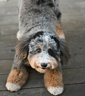 Enlarge Bernie GDP, an adopted mixed breed in Denton, TX image 2/3