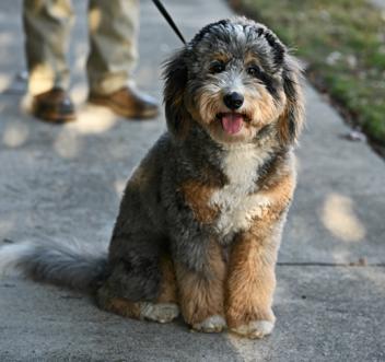 Enlarge Bernie GDP, an adopted mixed breed in Denton, TX image 3/3